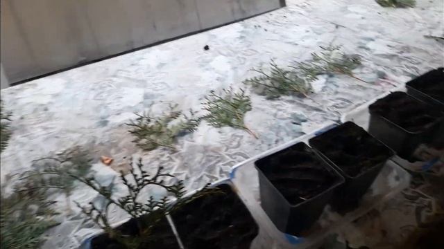 туя размножение черенками смотреть онлайн