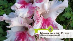 10 ОЧЕНЬ КРАСИВЫХ СОРТОВ ГЛАДИОЛУСОВ