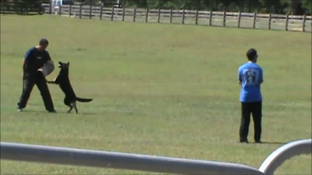 Ivan Balabanov judges German Shepherd Akira w. Vit Singh смотреть онлайн