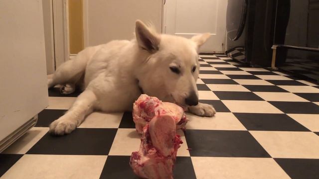 German Shepherd chews a bone смотреть онлайн