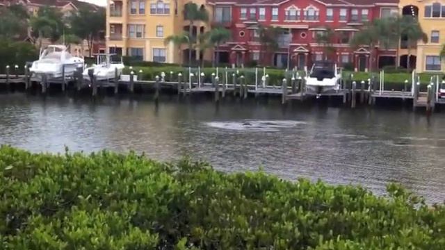 Морские коровы рядом с домом в заливе / manatee смотреть онлайн