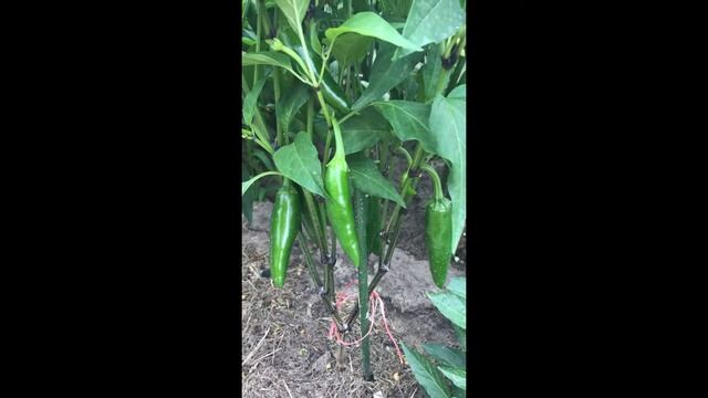 Строительная Галерея