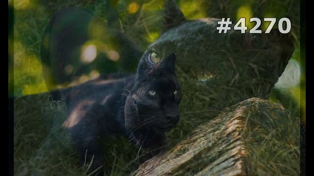 #4270. Пантеры (В мире животных) смотреть онлайн