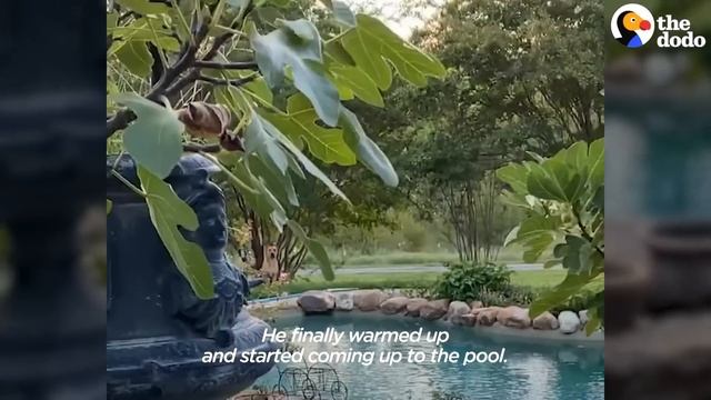 Couple Spends A Year Trying To Rescue A Stray Dog | The Dodo смотреть онлайн