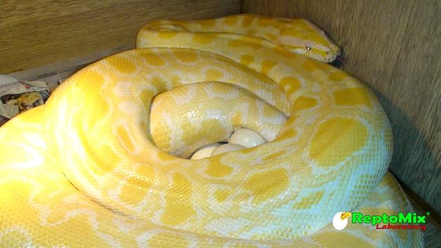 Breeding of snakes. Pmb 2018. Разведение тигровых питонов. Много змей!!! смотреть онлайн