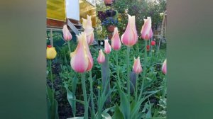 Цветы весной