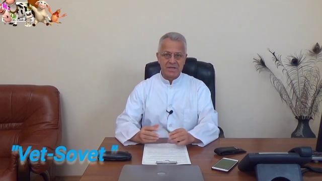 Что делать если у коровы вовремя не отошел ПОСЛЕД?!!! смотреть онлайн