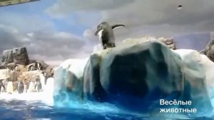 Смешные пингвины | Funny penguins | Подборка приколов