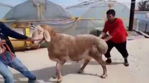 Богатырские бараны весом 200 кг. Самые большие бараны в мире!