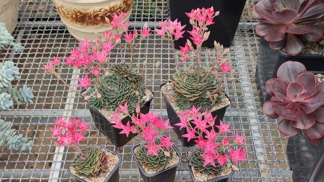 Цветение Graptopetalum Bellum