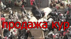 Продажа кур несушек.