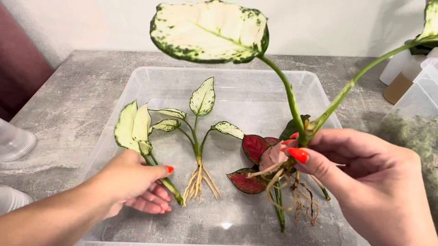 Спасаю залитую Аглаонему / ￼#аглаонема ￼