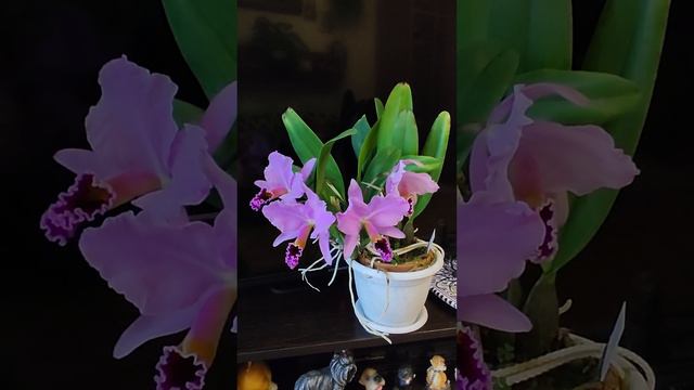 Cattleya percivaliana смотреть онлайн
