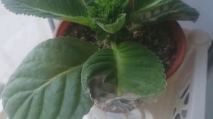 Пятна на листьях глоксиний от перелива.