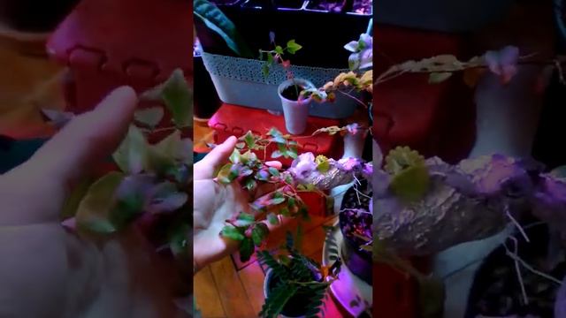 Часть моей коллекции плодовых экзотических деревьев. смотреть онлайн