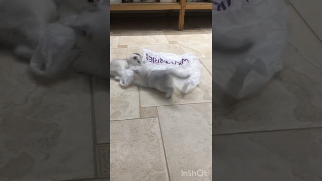 Котята шотландские шиншиллы. Разигрались не на шутку. смотреть онлайн