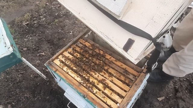 Что делать если пропала матка ранней весной? 100% прием! смотреть онлайн