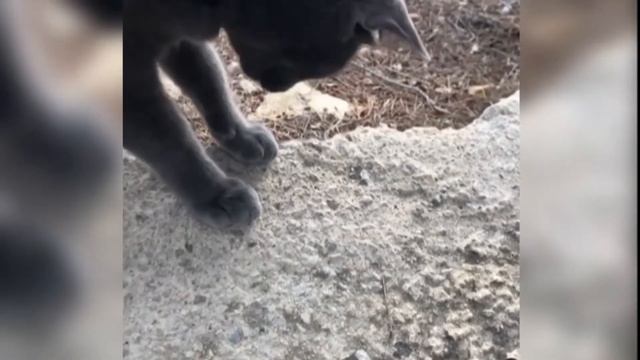 KORAT cat - An ancient cat breed смотреть онлайн