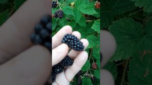 Каламбия стар ежевика вкуснейший сорт! Плодоношение
