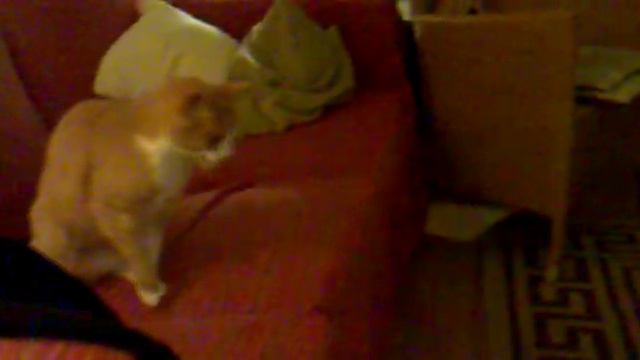 Katten doen het op z'n hondjes смотреть онлайн