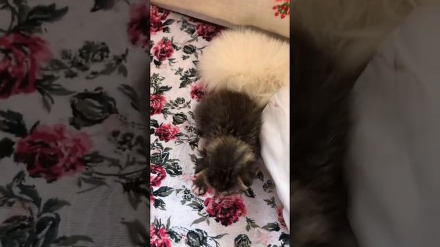 Кошка и приёмный котёнок. Чужие, а так тянутся друг к другу. #18 смотреть онлайн