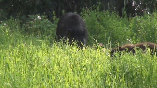Черный медведь з малышом смотреть онлайн