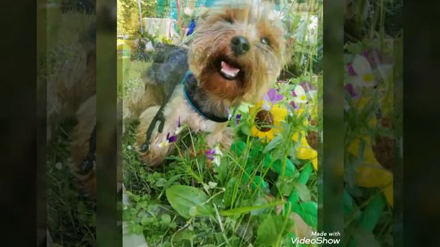 Мой пёс Жук!!! 🐶🐕🐩😍👍 смотреть онлайн