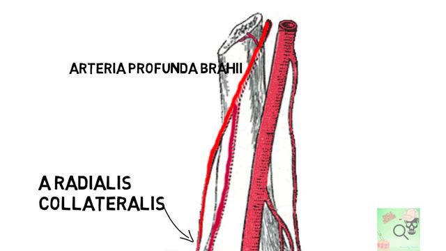 arteria humeral смотреть онлайн
