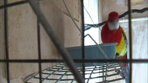 как разводить пёстрых розелл | третий выводок