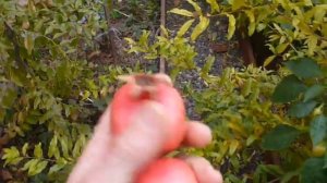 гранат ГЮЛОША РОЗОВЫЙ первый УРОЖАЙ.