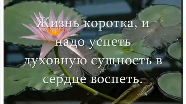 Анастасия Новых - Афоризмы Сэнсэя смотреть онлайн