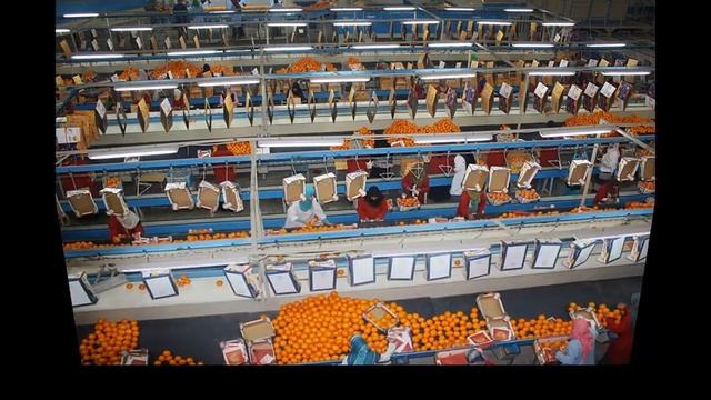 Мандарины оптом от производителя. Турция смотреть онлайн