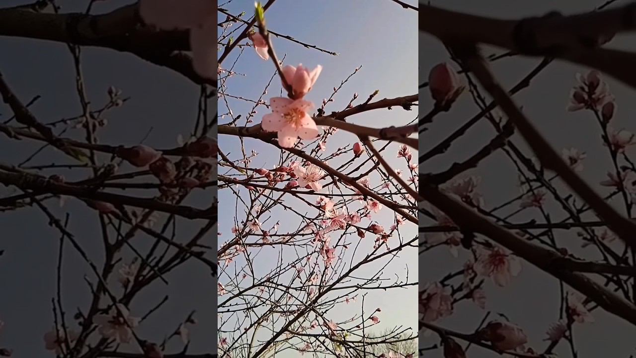 Персики цветут смотреть онлайн