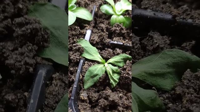 оторвали корни у эустомы. что делать? смотреть онлайн