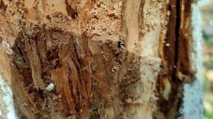 Как вылечить старую яблоню.