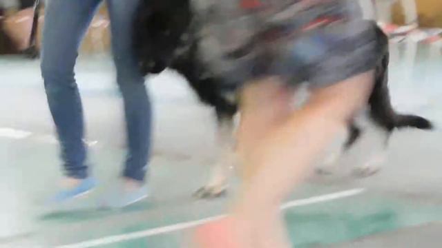 ПЕРЕСВЕТ БОГАТЫРЬ / судья - Мищенко Елена / отлично ,ЮСАС ,ЛЮ. смотреть онлайн