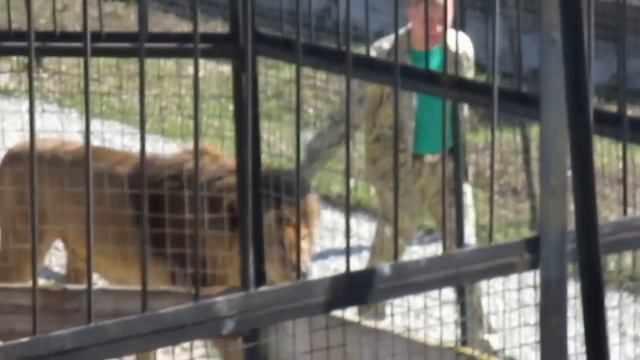 Последний выход Лорда в качестве вожака сафари смотреть онлайн