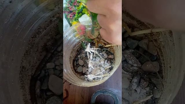 Монстераны отырғызу. Комнатные растения. Оңай Гүлдер әлемі. смотреть онлайн