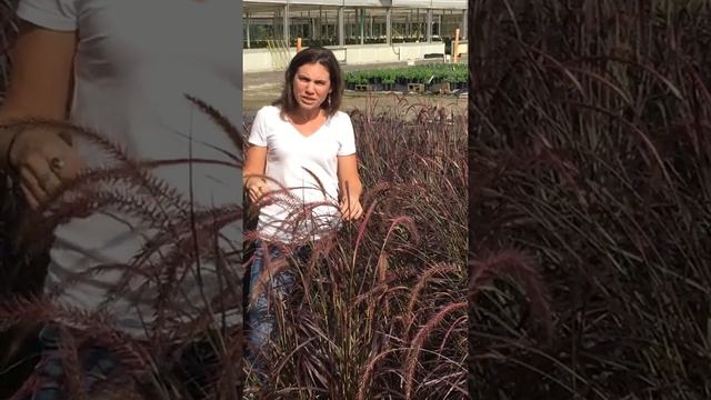 Riverbend Nursery Plant Premiere--Pennisetum 'Rubrum' #1 смотреть онлайн