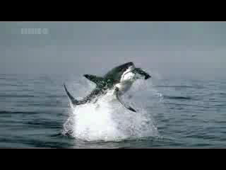 Акулы смотреть онлайн