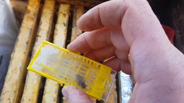 Замена маток в октябре!?