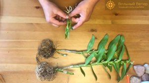 Орхидеи. Дендробиум Нобиле. Размножение. Пересадка деток.