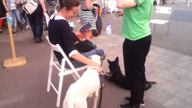 Совместный просмотр выступления собак (породы Баварская горная гончая) смотреть онлайн