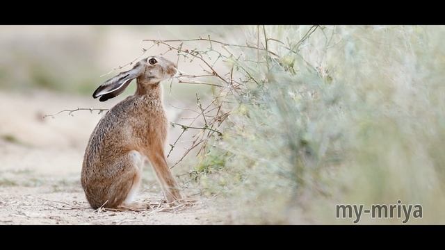 Зайчишка кушает.. смотреть онлайн