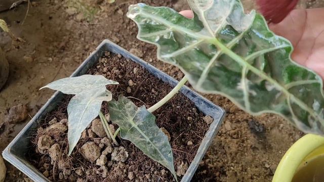 alocasia, clean Africa mask stem, and pot and change it to a bigger pot. смотреть онлайн