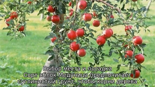 Яблоня Медуница смотреть онлайн