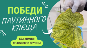 Спасаем огурцы. Как победить паутинного клеща без химии_