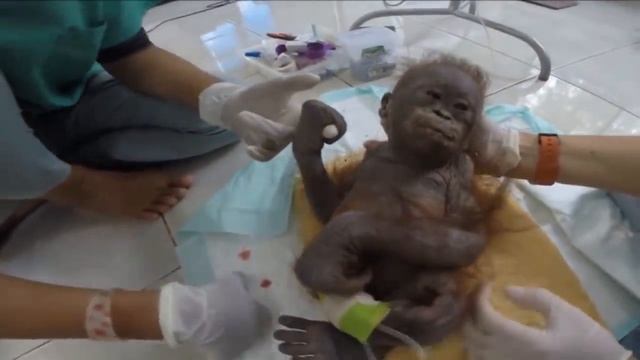 Его нашли смиренно лежащим в грязной коробке... смотреть онлайн