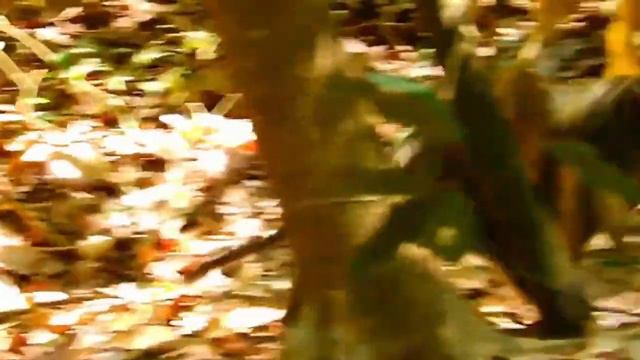 Таинственная история одной обезьяны смотреть онлайн