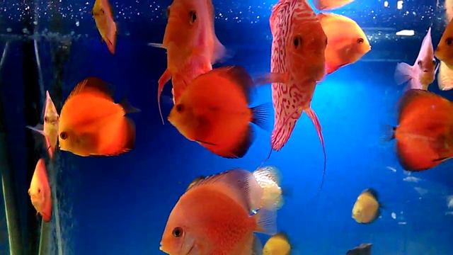 Дискусы смотреть онлайн